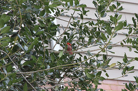 Male Cardinal  Cardinalis cardinalis,Geotagged,Northern Cardinal,United States