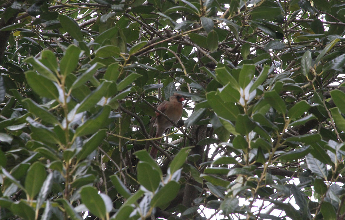 Female Cardinal  Cardinalis cardinalis,Geotagged,Northern Cardinal,United States