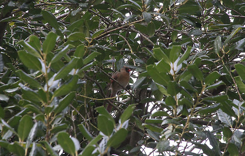 Female Cardinal  Cardinalis cardinalis,Geotagged,Northern Cardinal,United States