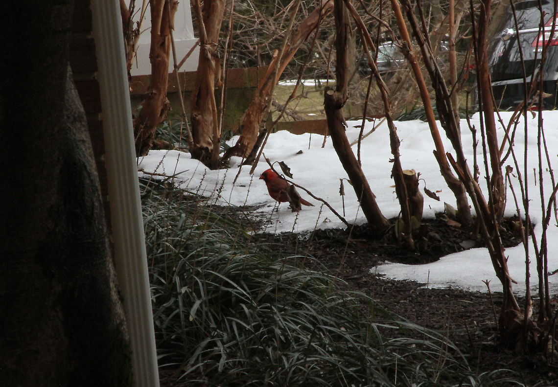 Male Cardinal  Cardinalis cardinalis,Geotagged,Northern Cardinal,United States