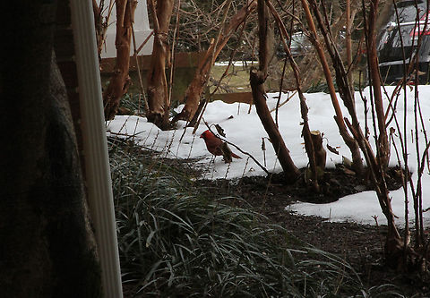 Male Cardinal  Cardinalis cardinalis,Geotagged,Northern Cardinal,United States