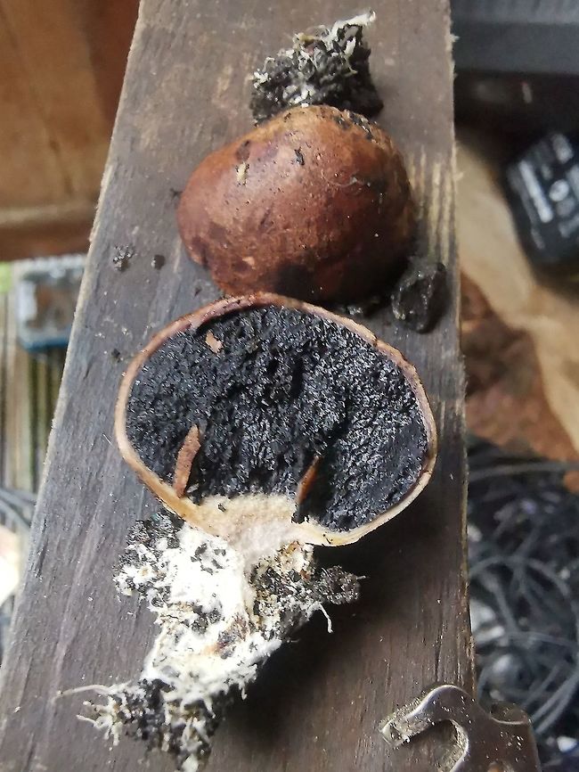 ? Common earthball I have found 4 of these growing between stones in my garden, the black colour inside is amazing!  Common Earthball,Scotland,scleroderma citrinum