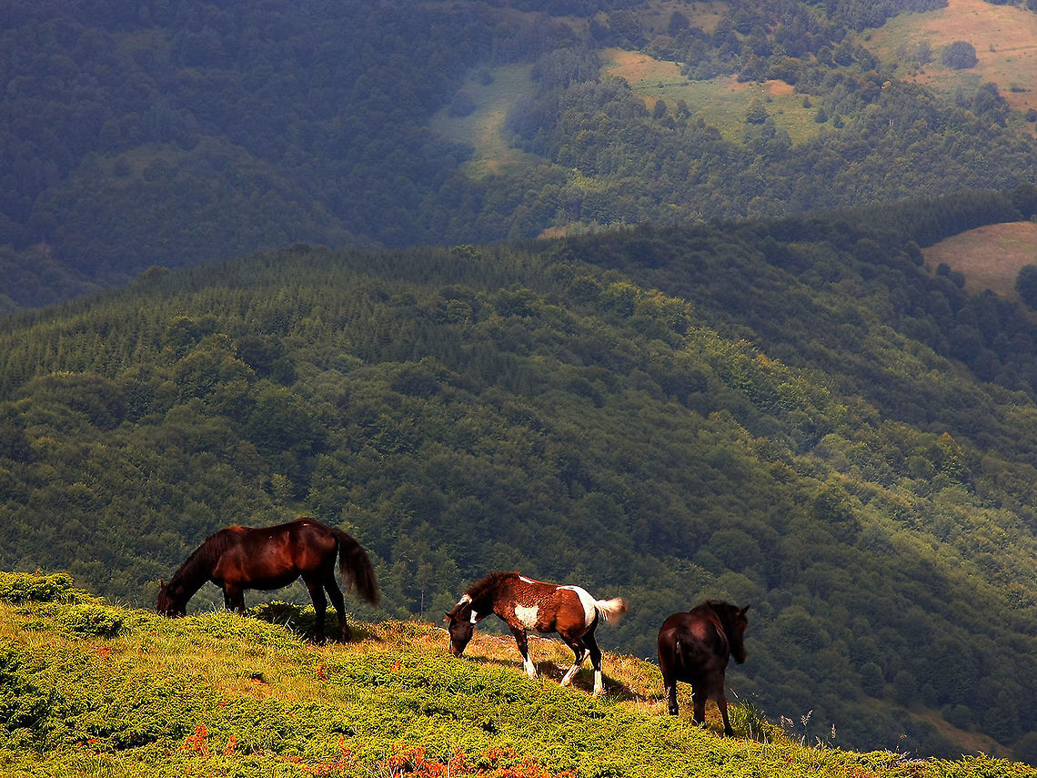 Kopaonik Kopaonik is one of the larger mountain ranges of Serbia. Domestic horse,Equus ferus caballus,Horse,Kopaonik,Landscapes,Mountains,Serbia