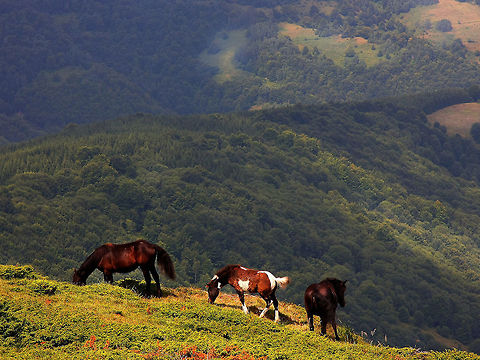 Kopaonik Kopaonik is one of the larger mountain ranges of Serbia. Domestic horse,Equus ferus caballus,Horse,Kopaonik,Landscapes,Mountains,Serbia