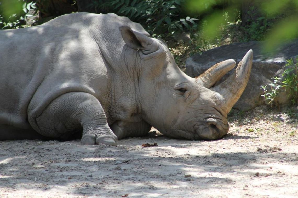 White Rhino at the Zoo Maryland zoo in Baltimore. Ceratotherium simum,White rhinoceros