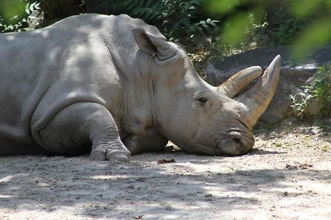 White Rhino at the Zoo Maryland zoo in Baltimore. Ceratotherium simum,White rhinoceros