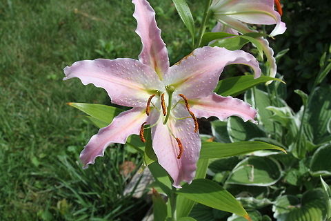 Oriental lily Oriental Lily
 Lilium speciosum