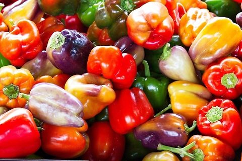 Baltimore Farmers Market Bell Peppers Capsicum annuum