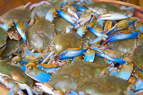 Maryland Blue Crab Blue Crabs at the Baltimore Farmers Market Callinectes sapidus