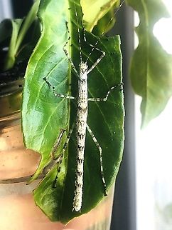 Nymph of Calvisia marmorata female nymph subadult Calvisia (Viridocalvisia) marmorata,Geotagged,Italy,Summer