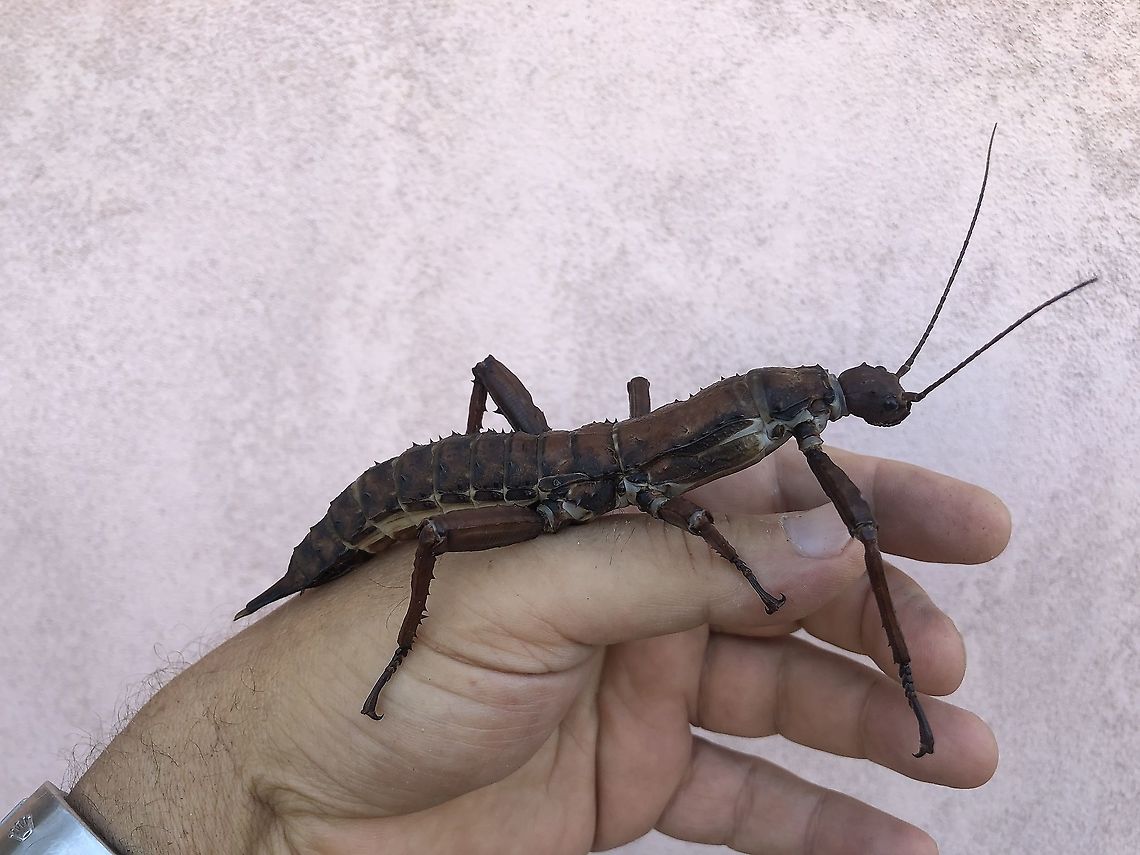 Eurycantha calcarata Adult female specimen of Eurycantha calcarata, a large phasmid from New Guinea Eurycantha calcarata,Geotagged,Italy,Summer