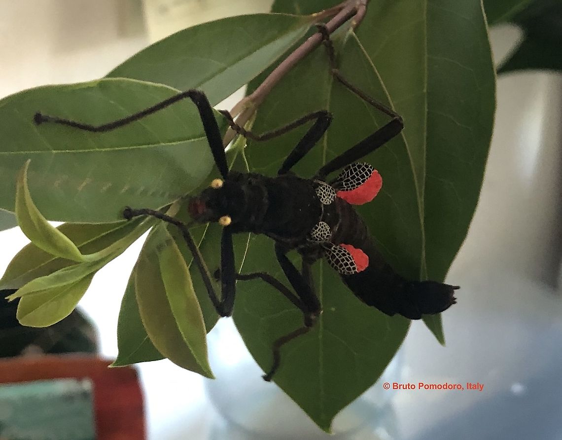 Peruphasma s. femmina adulta  Geotagged,Peruphasma schultei,Summer