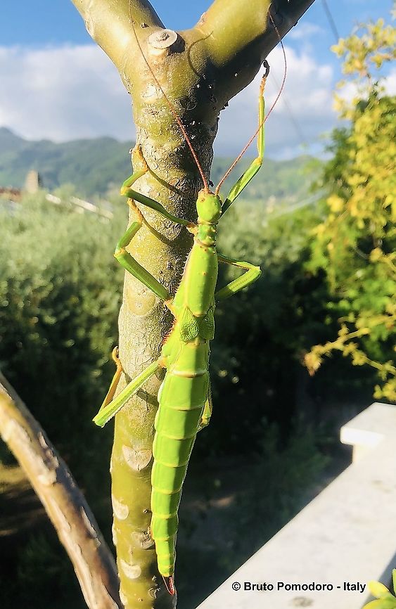 Diapherodes gigantea "Grenada" Adult female of Diapherodes gigantea, large Caribbean phasmid (16 cm photographed specimen) with bright green color. Diapherodes gigantea,Geotagged,Summer