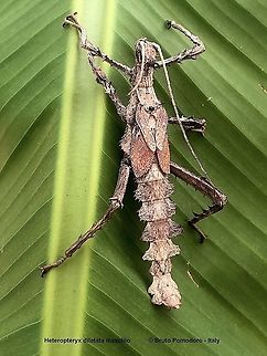 Malayan jungle nymph (Heteropteryx dilatata) - JungleDragon