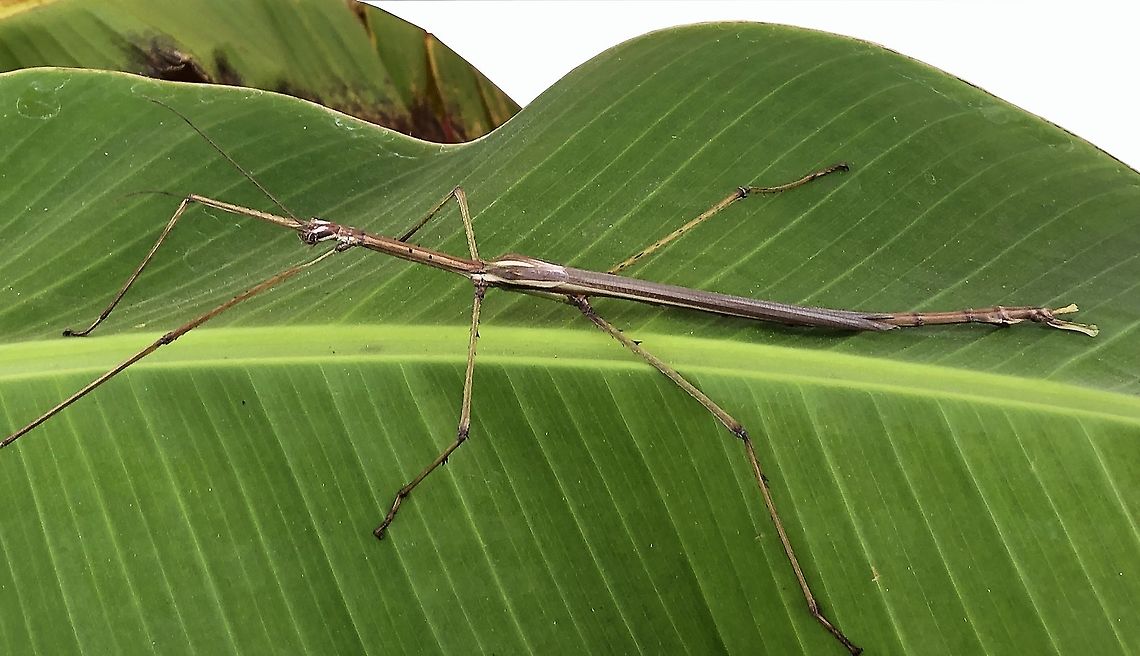 Eurycnema versirubra Adult male of Euricnema versirubra, giant phasmid from the island of Timor. Eurycnema versirubra,Geotagged,Summer