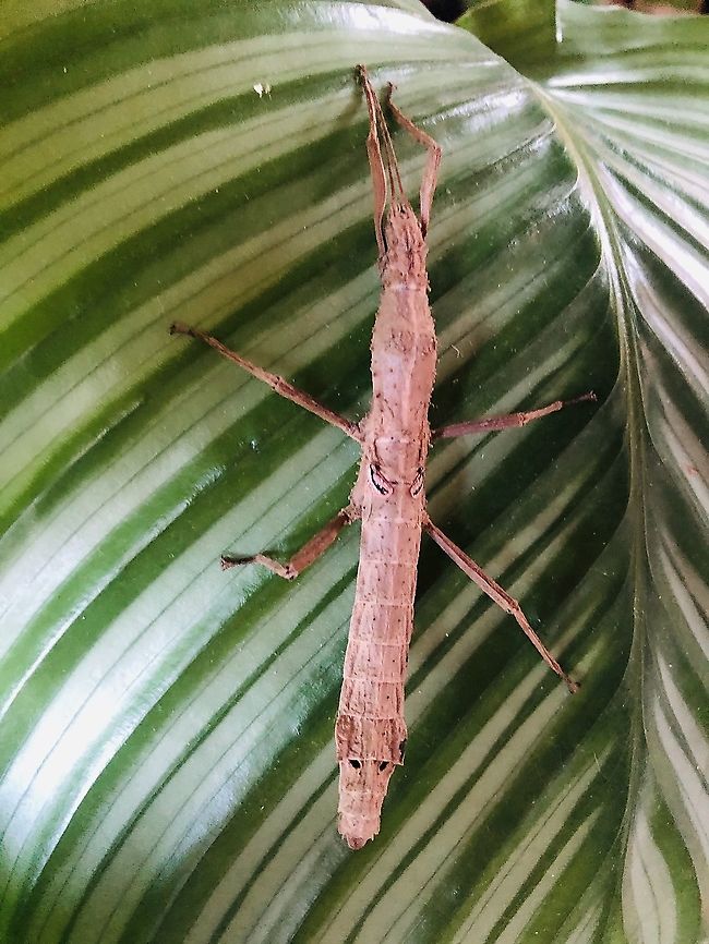 Hypocyrtus scythrus Female stick insect from belize
