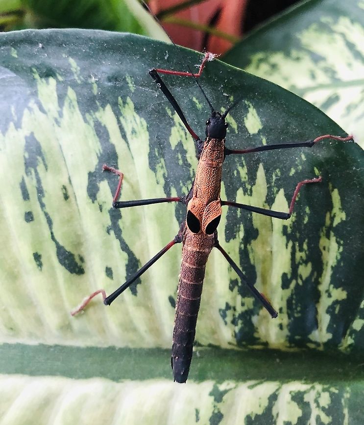 Psuedophasma scabriusculum "Panguana" One of the most amazing  female stick insect from South America (Per&ugrave;) Pseudophasma scabriusculum