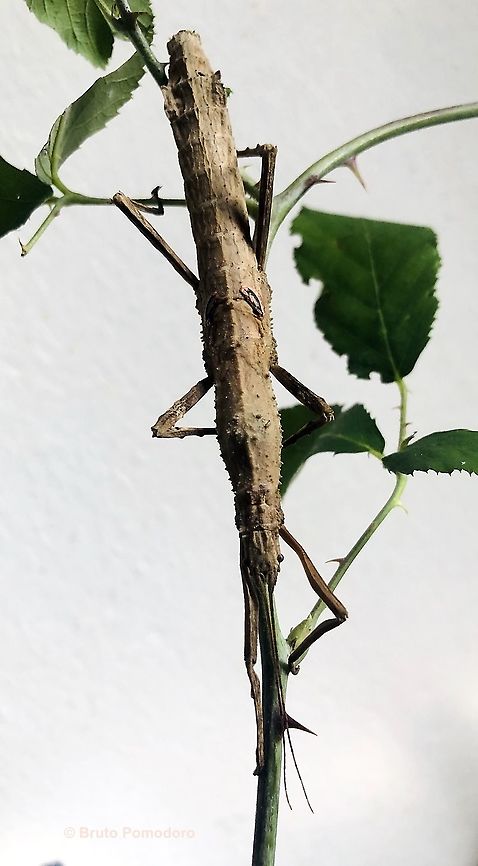Hypocyrtus scythrus "Belmopan" A new foto of an Hypocyrtus scythrus adult female: the camouflage abilities of this stick insect are astounding! Fall,Geotagged,Hypocyrtus scythrus,Italy