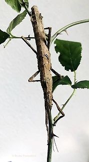 Hypocyrtus scythrus "Belmopan" A new foto of an Hypocyrtus scythrus adult female: the camouflage abilities of this stick insect are astounding! Fall,Geotagged,Hypocyrtus scythrus,Italy