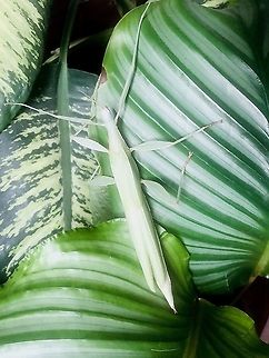 Tropidoderus childrenii "Beerwah" A wonderful stick insect from Australia: this is an adult female who has just made the moult! Children's stick insect,Fall,Geotagged,Italy,Tropidoderus childrenii