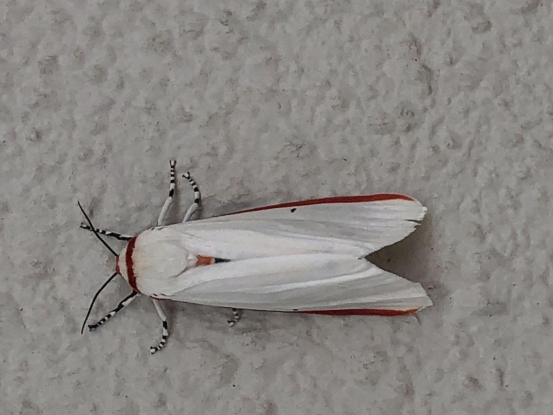 A kind of moth in Japan I find this moth in japan in the morning.I lived near mountion.It's my first time to see this kind of moth,I realy want to know it's name.<br />
<br />
 Aloa lactinea,Japan moth,Red costate tiger moth