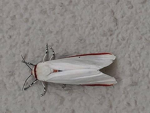 A kind of moth in Japan I find this moth in japan in the morning.I lived near mountion.It's my first time to see this kind of moth,I realy want to know it's name.

 Aloa lactinea,Japan moth,Red costate tiger moth