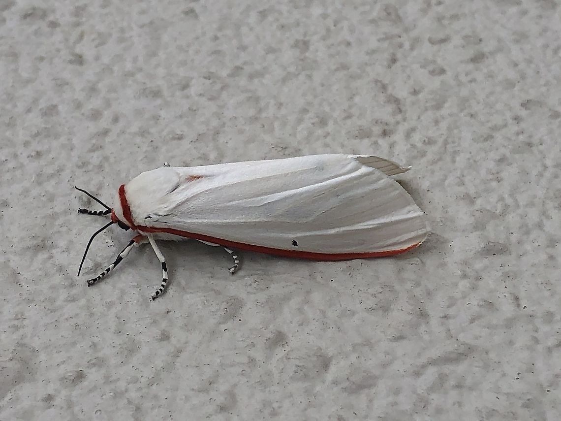 Japan Aloa lactinea I find this moth in japan in the morning.I lived near mountion.It&#039;s my first time to see this kind of moth,I realy want to know it&#039;s name.<br />
If anyone know the name please tell me.Thank you. Aloa lactinea,Geotagged,Japan,Red costate tiger moth,moth
