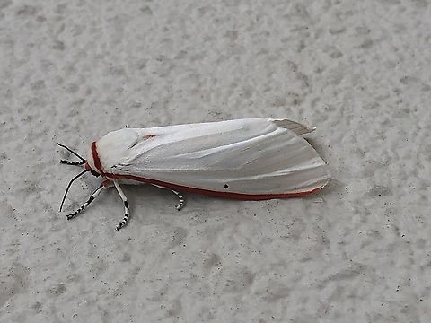 Japan Aloa lactinea I find this moth in japan in the morning.I lived near mountion.It's my first time to see this kind of moth,I realy want to know it's name.
If anyone know the name please tell me.Thank you. Aloa lactinea,Geotagged,Japan,Red costate tiger moth,moth