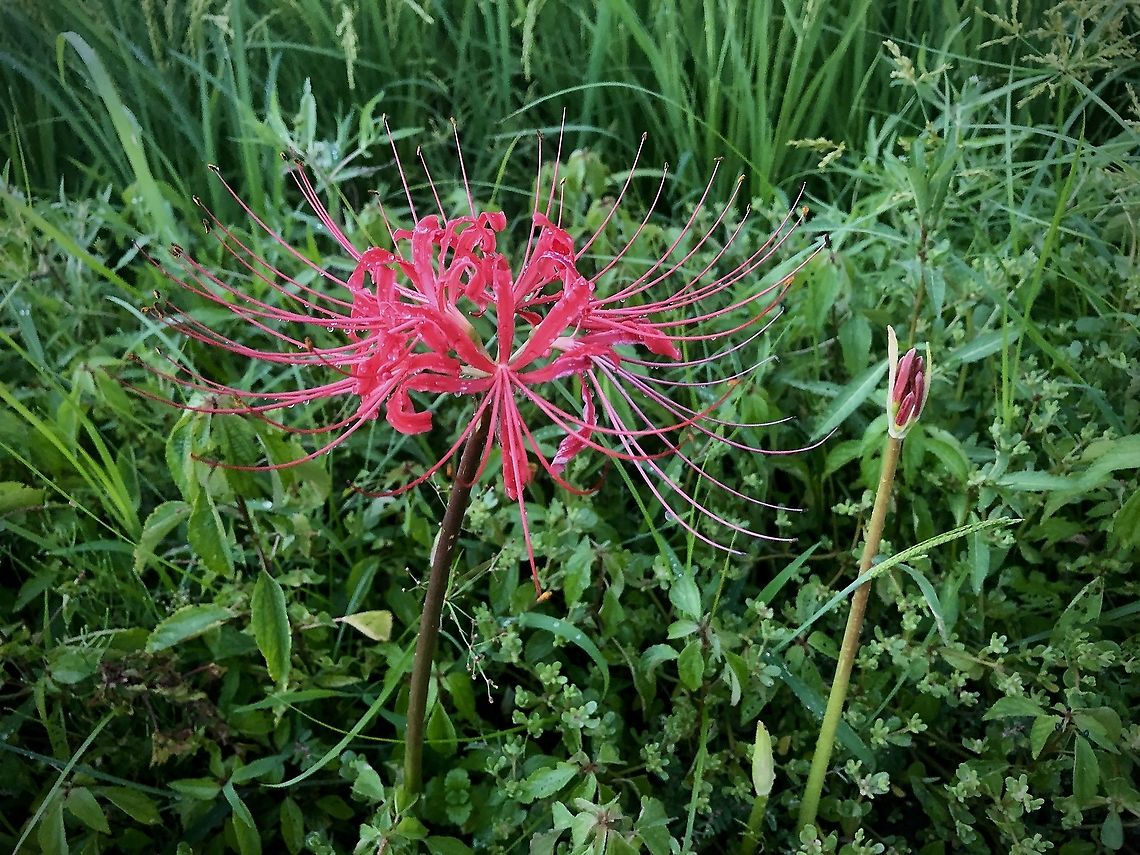 Lycoris radiata A plant of wild Lycoris radiata. Geotagged,Japan,Lycoris radiata,Red spider lily,Summer