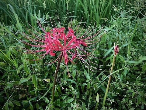 Lycoris radiata A plant of wild Lycoris radiata. Geotagged,Japan,Lycoris radiata,Red spider lily,Summer