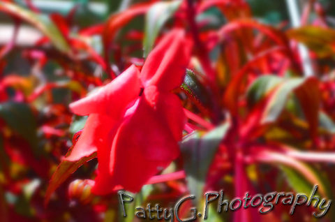 DSC_0261_edited-2 flower from my mom's garden