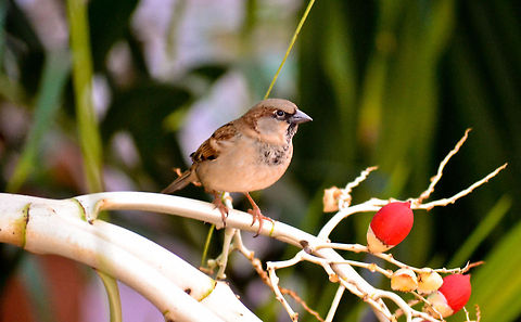 Zapata Sparrow in Cuba a bird from cuba i took when i was on vacation  House sparrow,Passer domesticus,Torreornis inexpectata,Zapata Sparrow
