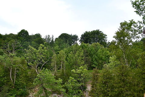 Point forks forest some forest in the same park point forks forest