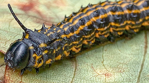 Orange-tipped Oakworm Moth (Anisota senatoria)  Anisota senatoria,Orangestriped oakworm
