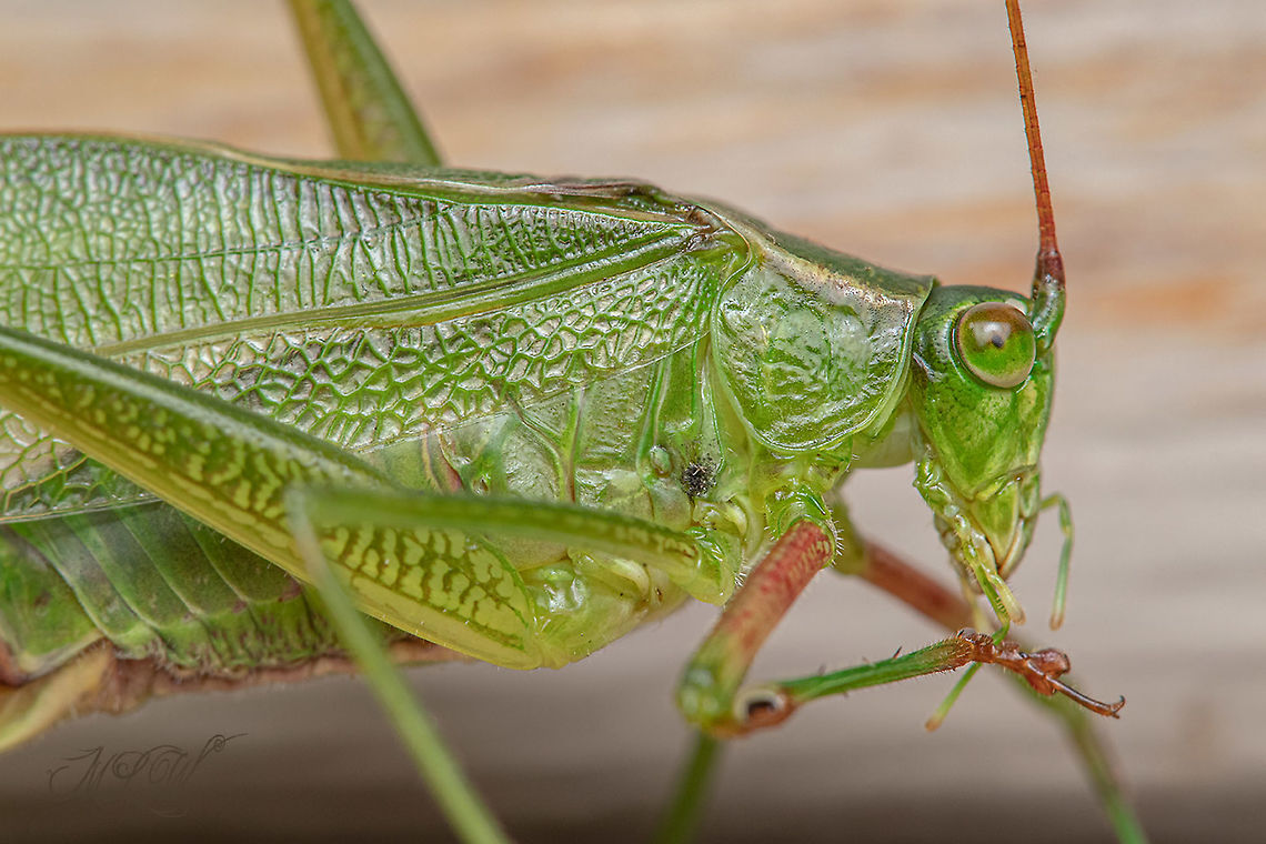 Scudder's Bush Katydids -  Genus Scudderia