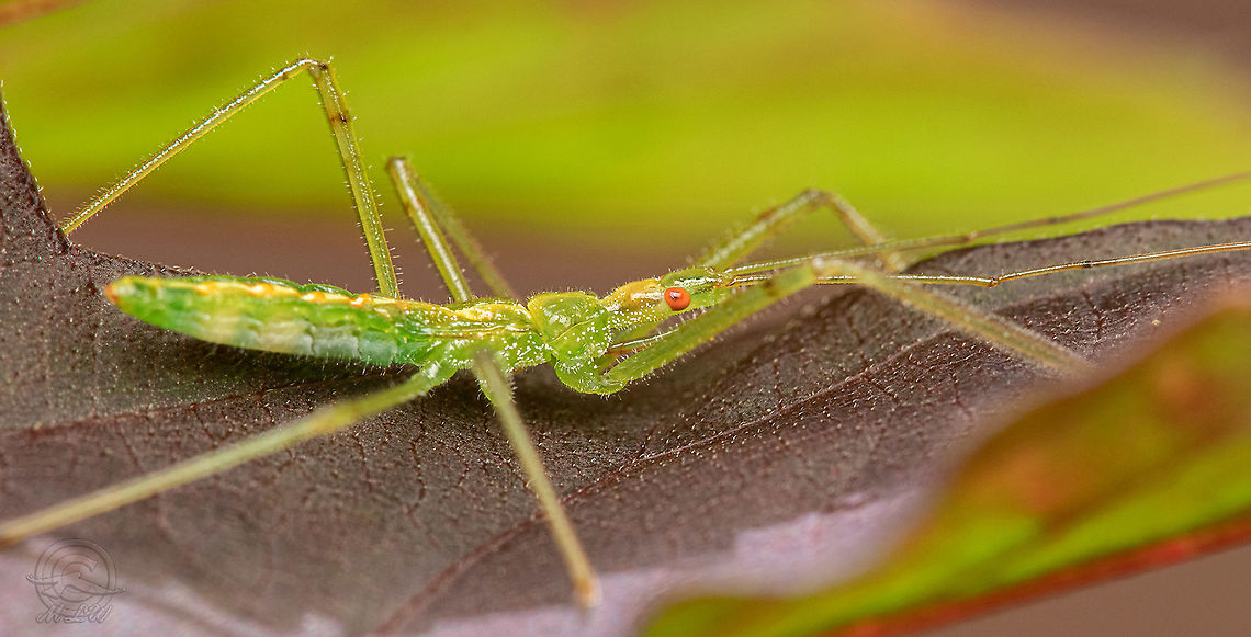 Zelus luridus  Pale Green Assassin Bug,Zelus luridus