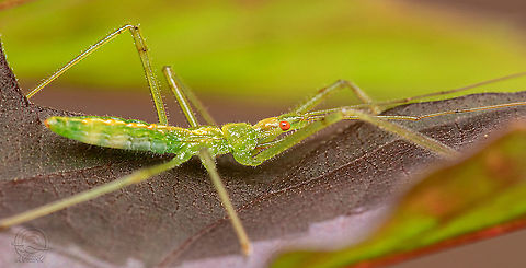 Zelus luridus  Pale Green Assassin Bug,Zelus luridus