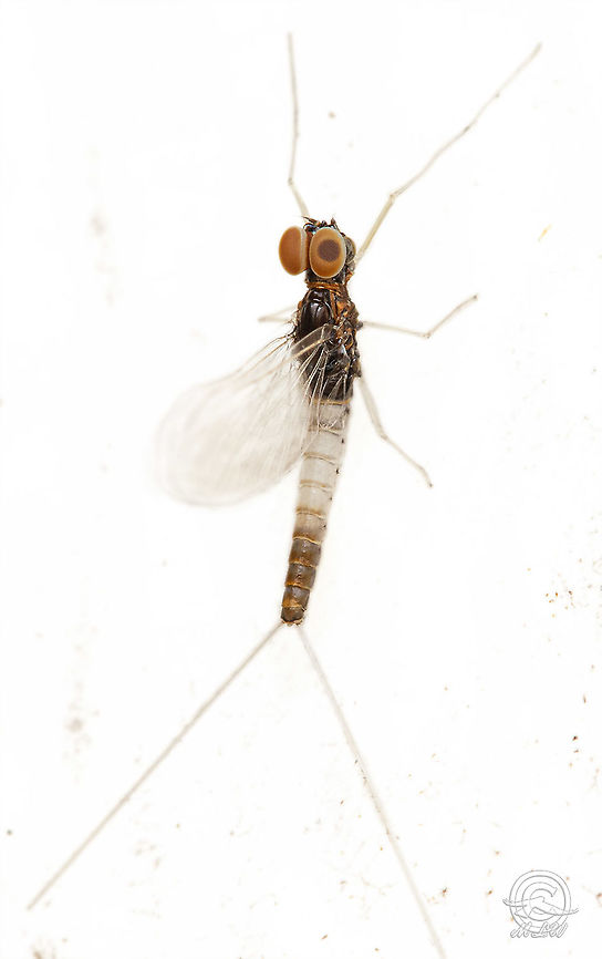 Baetis intercalaris     Small Mayflies Family Baetidae<br />
        Genus Baetis<br />
            Baetis intercalaris Baetis intercalaris