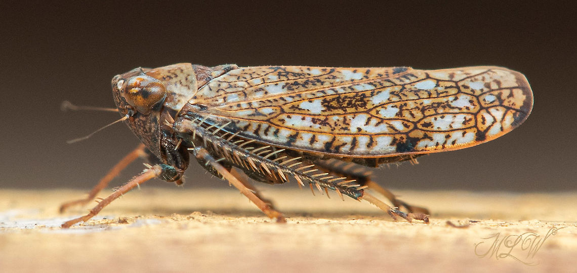Orientus ishidae Mosaic leafhopper<br />
Orientus ishidae Geotagged,Mosaic leafhopper,Orientus ishidae,United States