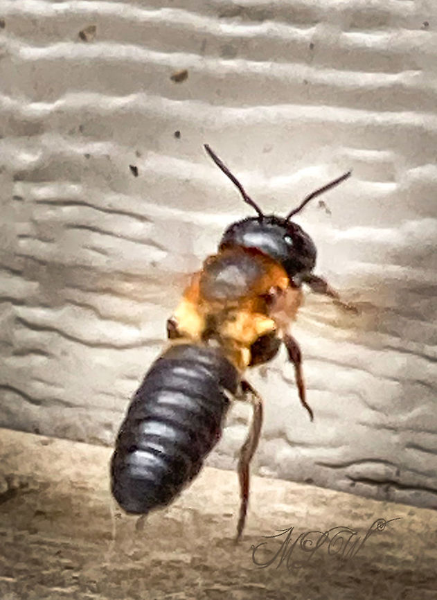 Megachile sculpturalis Megachile sculpturalis Giant resin bee,Megachile sculpturalis