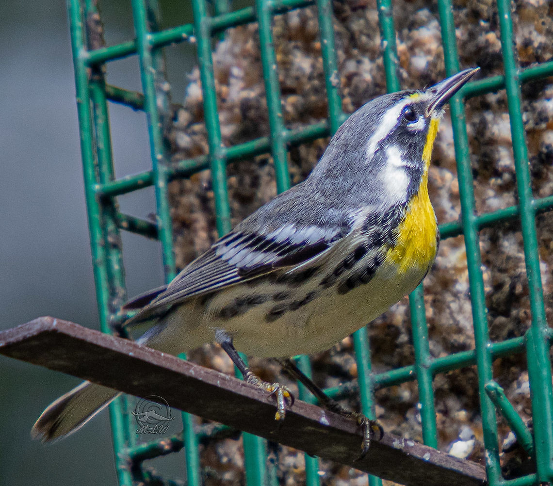 Yellow-throated Warbler -Setophaga dominica Yellow-throated Warbler (Setophaga dominica ) Setophaga dominica,Yellow-throated warbler