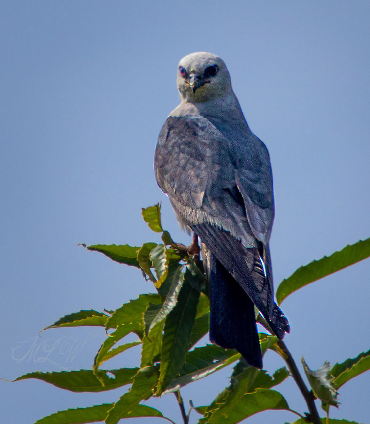 Ictinia mississippiensis Mississippi kite<br />
Ictinia mississippiensis  Geotagged,Ictinia mississippiensis,Mississippi kite,United States