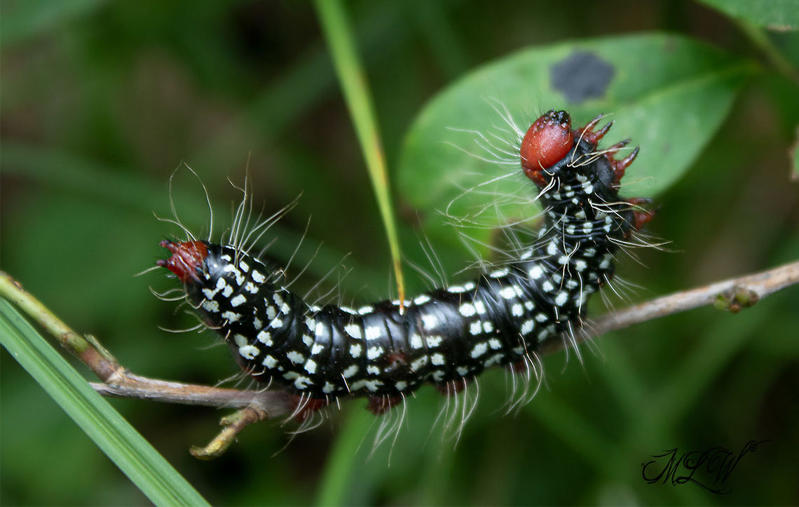 Datana major Azalea Caterpillar Moth Azalea Caterpillar Moth,Datana major,Geotagged,United States