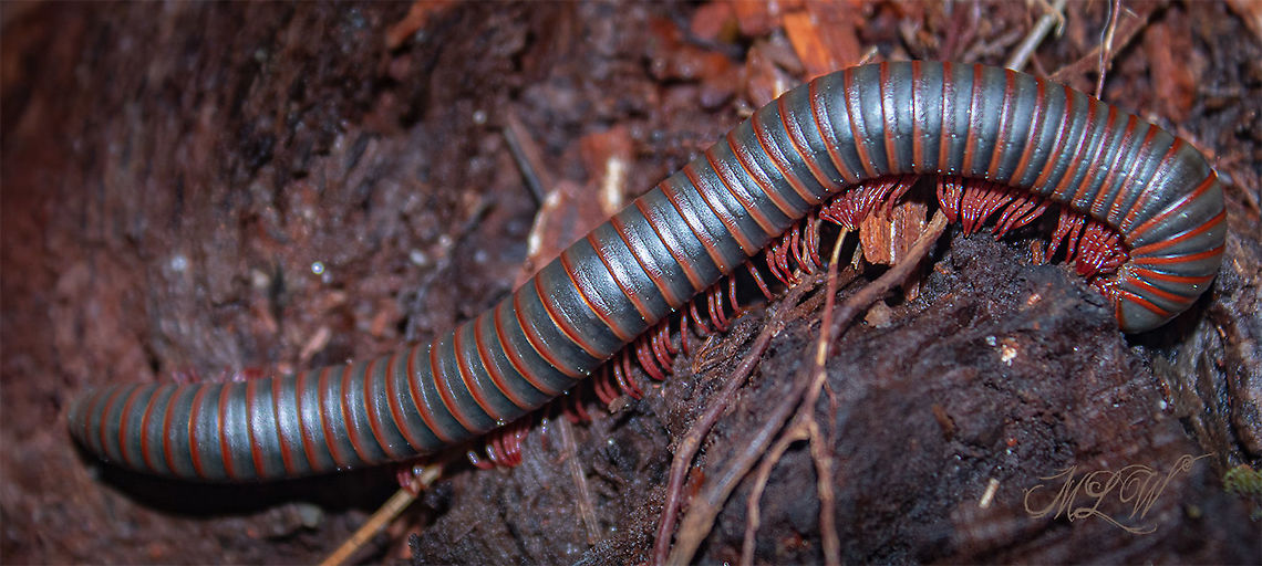 Narceus americanus American giant millipede American giant millipede,Narceus americanus