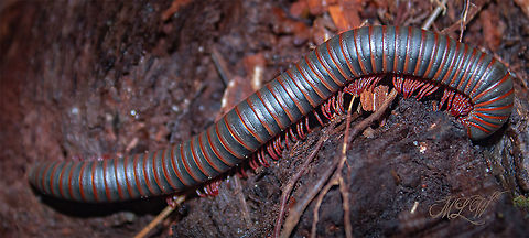 Narceus americanus American giant millipede American giant millipede,Narceus americanus
