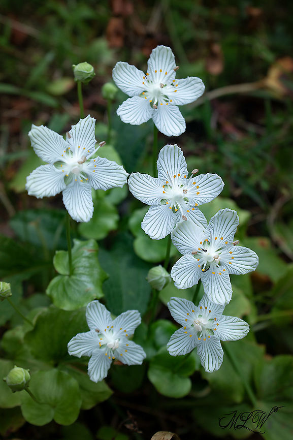 Parnassia asarifolia Grass-of-Parnassus Geotagged,Grass-of-Parnassus,Parnassia asarifolia,United States