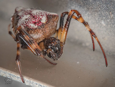 Verrucosa arenata Arrowhead spider Arrowhead spider,Geotagged,United States,Verrucosa arenata