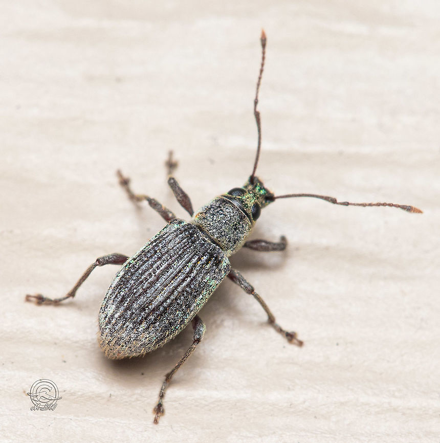 Cyrtepistomus castaneus Asiatic oak weevil Asiatic oak weevil,Cyrtepistomus castaneus