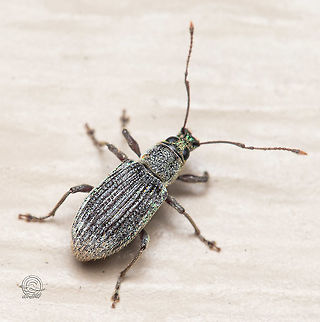 Cyrtepistomus castaneus Asiatic oak weevil Asiatic oak weevil,Cyrtepistomus castaneus