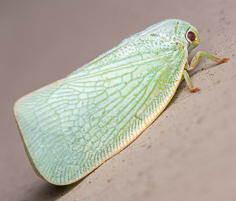 Flatormenis proxima Northern flatid planthopper Flatormenis proxima,Northern flatid planthopper